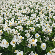 BEGONIA, BIG WHITE - LIVE PLANTS - Caribbean garden seed