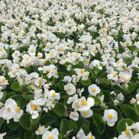BEGONIA, BIG WHITE - LIVE PLANTS - Caribbean garden seed