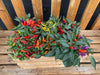Midnight Fire ,Ornamental Pepper - Live Plants - Caribbean garden seed