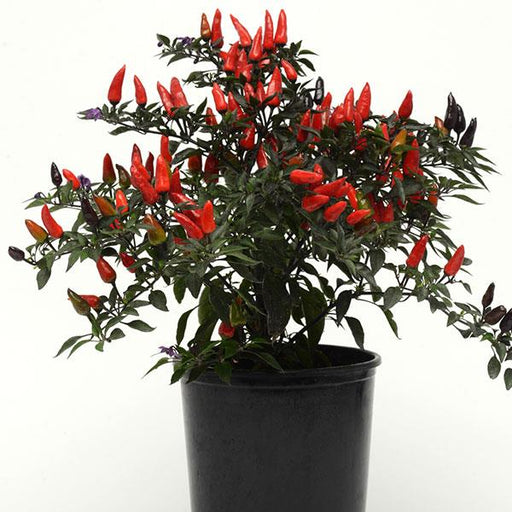 Midnight Fire ,Ornamental Pepper - Live Plants - Caribbean garden seed