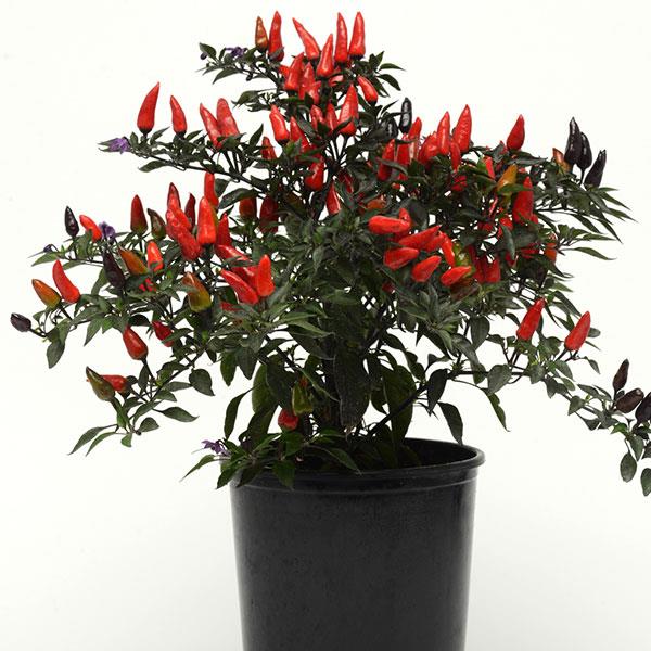 Midnight Fire ,Ornamental Pepper - Live Plants - Caribbean garden seed