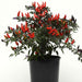 Midnight Fire ,Ornamental Pepper - Live Plants - Caribbean garden seed