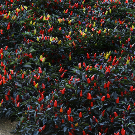 Midnight Fire ,Ornamental Pepper - Live Plants - Caribbean garden seed