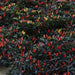 Midnight Fire ,Ornamental Pepper - Live Plants - Caribbean garden seed
