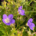 Geranium - AMY DONCASTER (BAREROOT) PERENNIAL - Caribbean garden seed