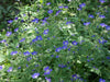 Geranium - AMY DONCASTER (BAREROOT) PERENNIAL - Caribbean garden seed