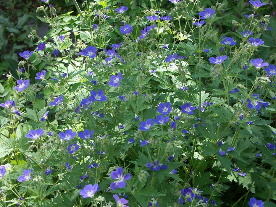 Geranium - AMY DONCASTER (BAREROOT) PERENNIAL - Caribbean garden seed