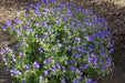 Geranium - AMY DONCASTER (BAREROOT) PERENNIAL - Caribbean garden seed