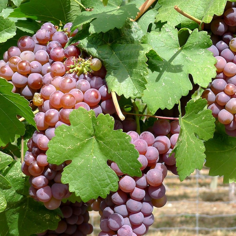 LIVE PLANTS - VANESSA SEEDLESS GRAPE - Caribbean garden seed