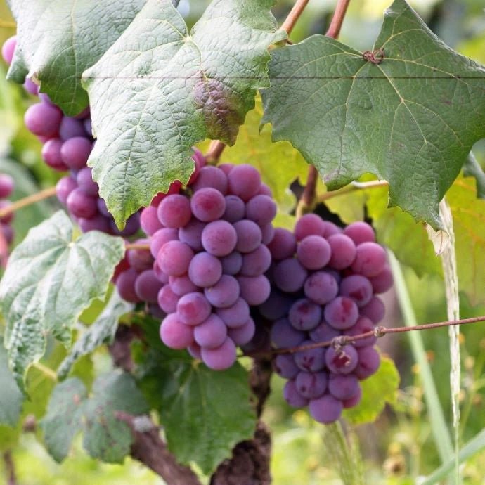 LIVE PLANTS - VANESSA SEEDLESS GRAPE - Caribbean garden seed