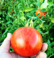 4 Red Zebra Tomato Live Plants - Caribbean garden seed
