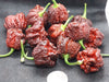 Chocolate Moruga Scorpion - Live Plants - Caribbean garden seed