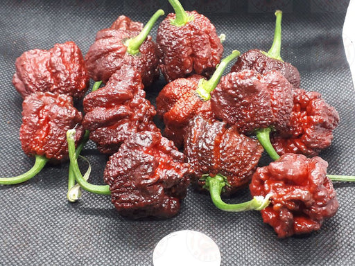Chocolate Moruga Scorpion - Live Plants - Caribbean garden seed