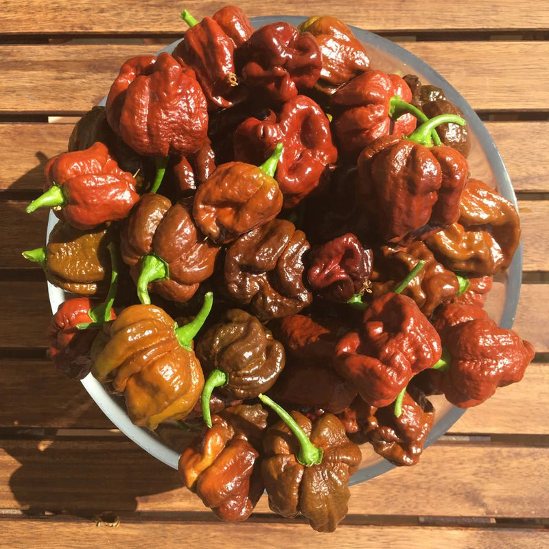 Chocolate Moruga Scorpion - Live Plants - Caribbean garden seed