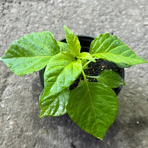Chocolate Moruga Scorpion - Live Plants - Caribbean garden seed