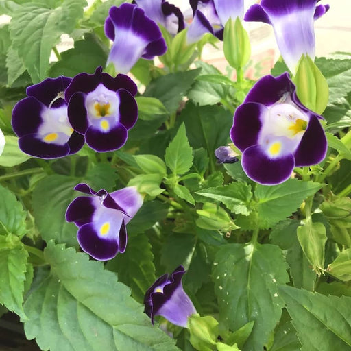 Torenia Moon Indigo - LIVE PLANTS, Wishbone Flowers - Caribbean garden seed