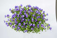 Torenia Moon Indigo - LIVE PLANTS, Wishbone Flowers - Caribbean garden seed