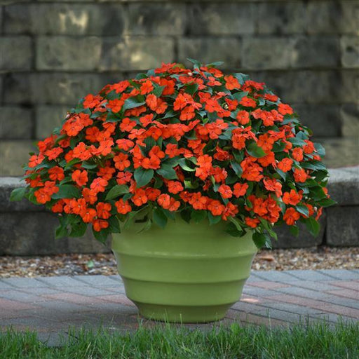 Busy Lizzy Impatiens (4 Live Plants) Beacon® Orange - Caribbean garden seed