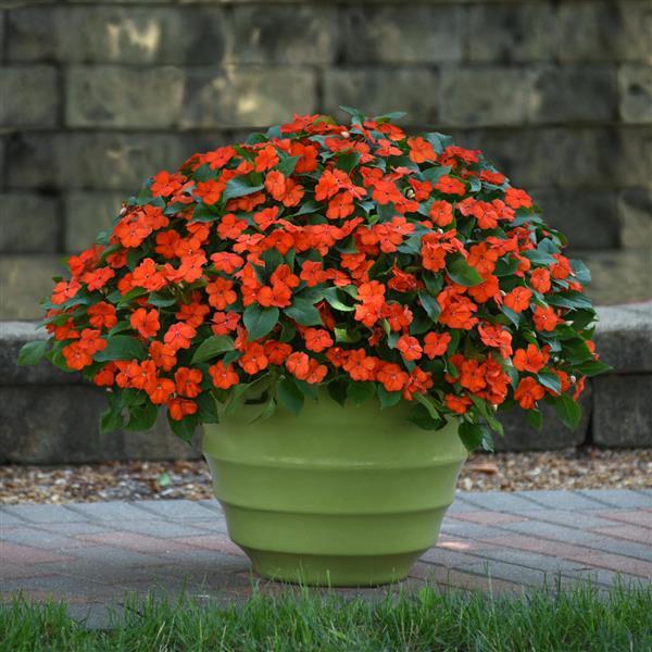 Busy Lizzy Impatiens (4 Live Plants) Beacon® Orange - Caribbean garden seed