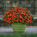 Busy Lizzy Impatiens (4 Live Plants) Beacon® Orange - Caribbean garden seed