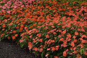Busy Lizzy Impatiens (4 Live Plants) Beacon® Orange - Caribbean garden seed