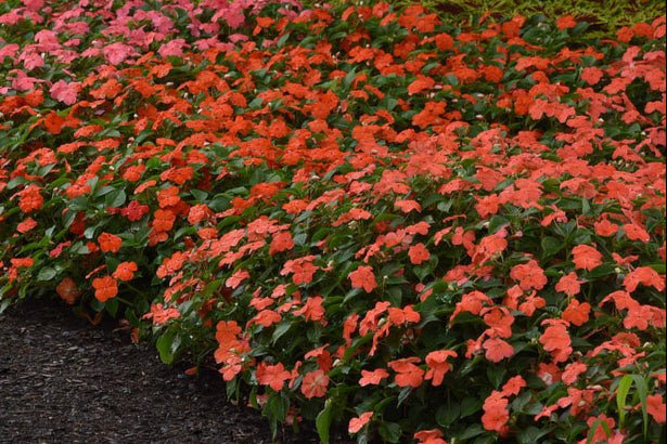 Busy Lizzy Impatiens (4 Live Plants) Beacon® Orange - Caribbean garden seed