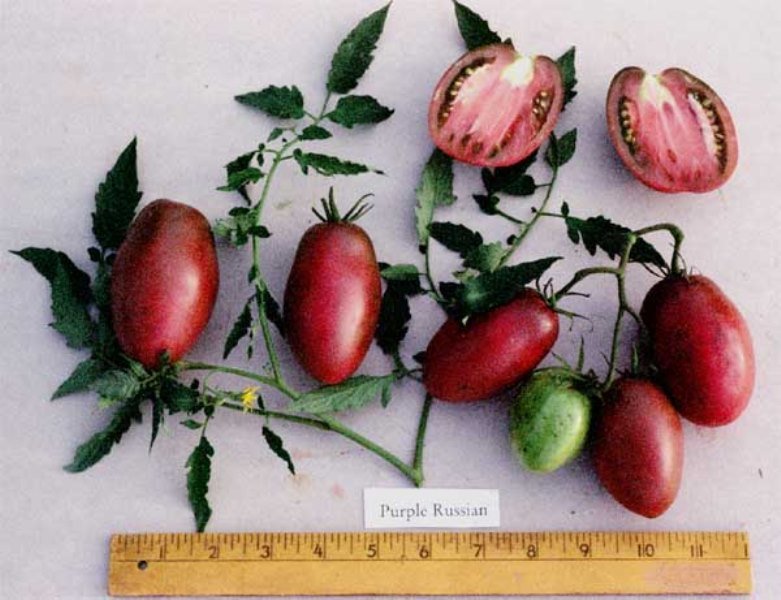 Purple Russian Tomato - Live Plants - Caribbean garden seed