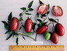 Purple Russian Tomato - Live Plants - Caribbean garden seed