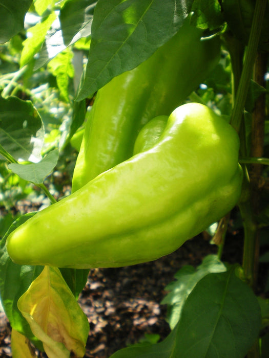 Beaver Dam Pepper ,Live Plants - Caribbean garden seed