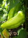 Beaver Dam Pepper ,Live Plants - Caribbean garden seed