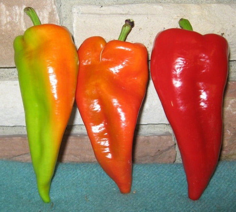 Beaver Dam Pepper ,Live Plants - Caribbean garden seed