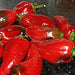 Beaver Dam Pepper ,Live Plants - Caribbean garden seed