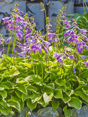 Hosta - Golden Tiara, bareroot Plant - Caribbean garden seed