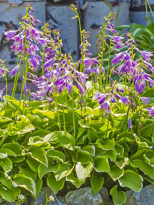 Hosta - Golden Tiara, bareroot Plant - Caribbean garden seed