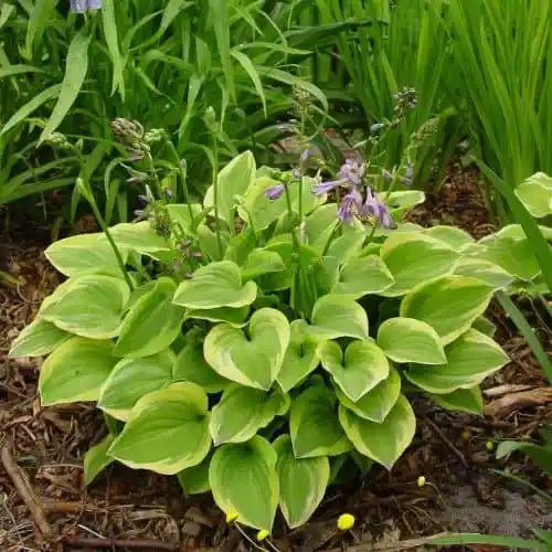 Hosta - Golden Tiara, bareroot Plant - Caribbean garden seed