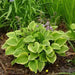 Hosta - Golden Tiara, bareroot Plant - Caribbean garden seed