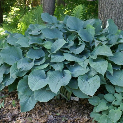 Hosta ‘Krossa Regal- BAREROOT PLANT - Caribbean garden seed