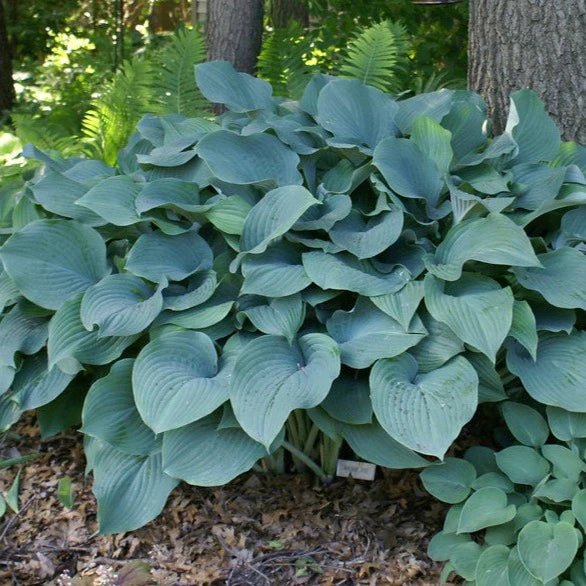 Hosta ‘Krossa Regal- BAREROOT PLANT - Caribbean garden seed