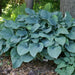 Hosta ‘Krossa Regal- BAREROOT PLANT - Caribbean garden seed