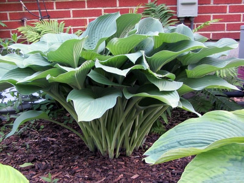Hosta ‘Krossa Regal- BAREROOT PLANT - Caribbean garden seed