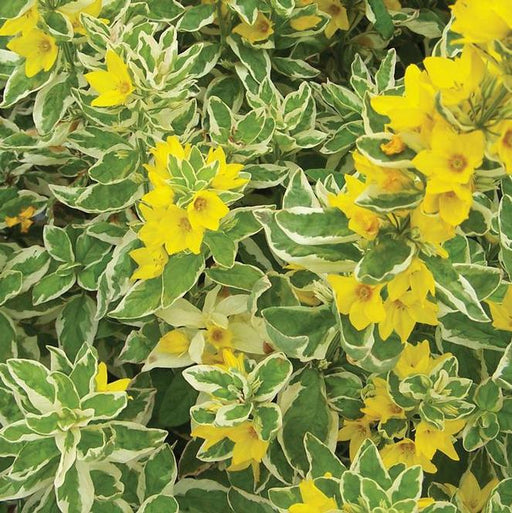 Live Lysimachia punctata Plants - (Yellow Loosestrife) - Caribbean garden seed