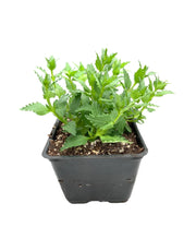 Nemesia Nesia™ Tangerine -Live Plants - Caribbean garden seed