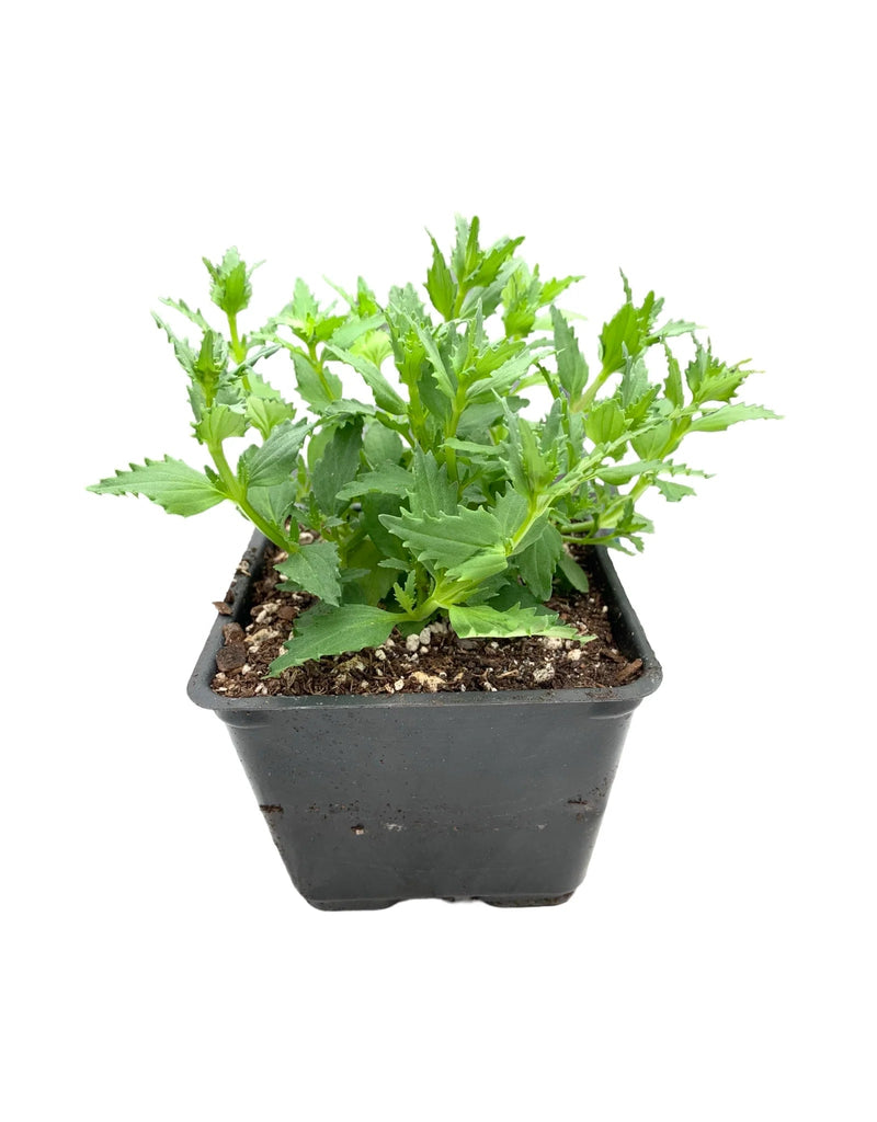 Nemesia Nesia™ Tangerine -Live Plants - Caribbean garden seed