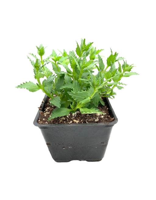 Nemesia Nesia™ Tangerine -Live Plants - Caribbean garden seed