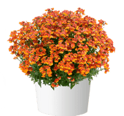 Nemesia Nesia™ Tangerine -Live Plants - Caribbean garden seed
