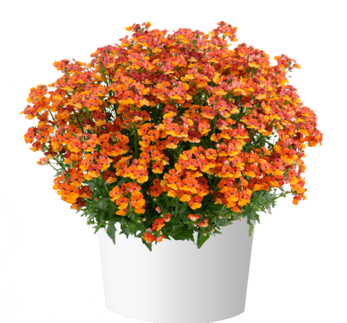 Nemesia Nesia™ Tangerine -Live Plants - Caribbean garden seed