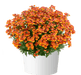 Nemesia Nesia™ Tangerine -Live Plants - Caribbean garden seed