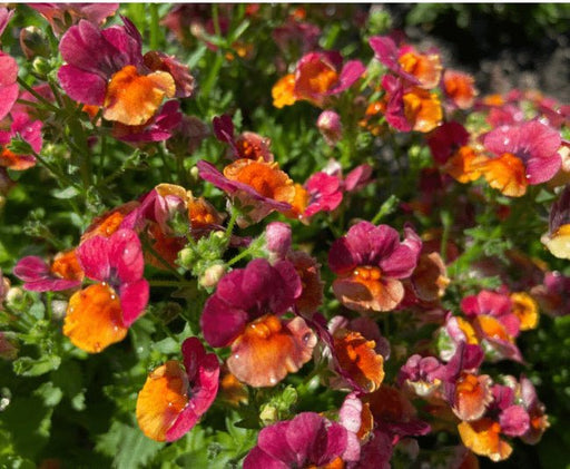 Nemesia Nesia™ Tangerine -Live Plants - Caribbean garden seed
