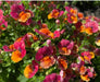 Nemesia Nesia™ Tangerine -Live Plants - Caribbean garden seed