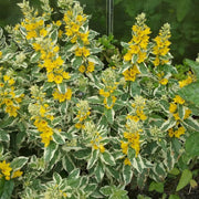 Lysimachia punctata 'Live Plants' (Yellow Loosestrife) - Caribbean garden seed